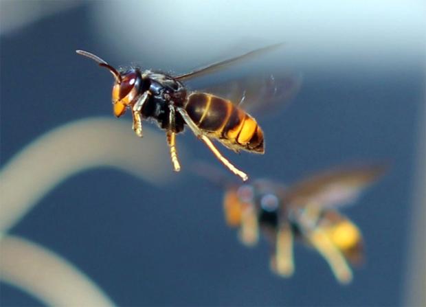 Asian Hornet, Vespa velutina (Photo: Charles J Sharp) Asian Hornet, Vespa velutina (Photo: Charles J Sharp)