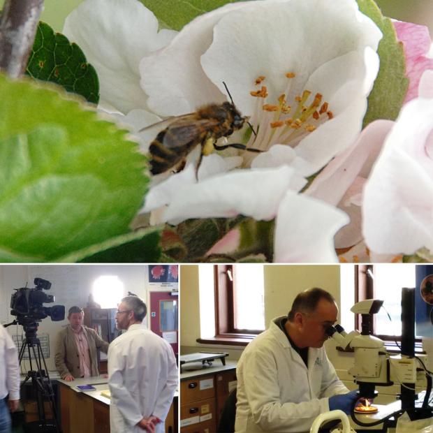 Entomologists, Archie Murchie & Ivan Forsythe Entomologists, Archie Murchie & Ivan Forsythe