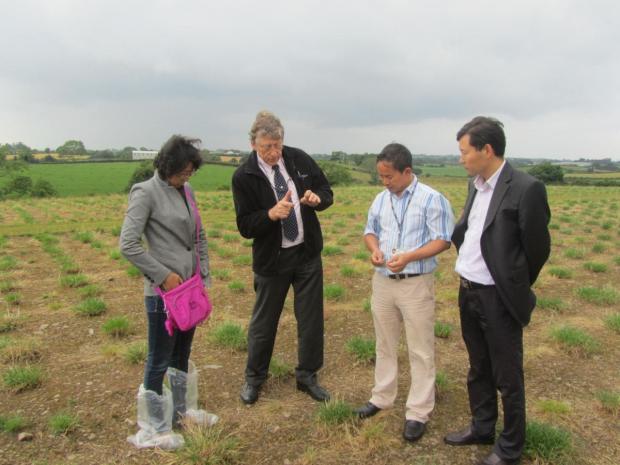 F-R, Dr Yunwei Zhang (CAU), Dr Trevor Gilliland (AFBI), Dr Tianhai Yan (AFBI) and Prof Fuyu Yang (CAU) discussing grass production at AFBI Crossnacreevy F-R, Dr Yunwei Zhang (CAU), Dr Trevor Gilliland (AFBI), Dr Tianhai Yan (AFBI) and Prof Fuyu Yang (CAU) discussing grass production at AFBI Crossnacreevy