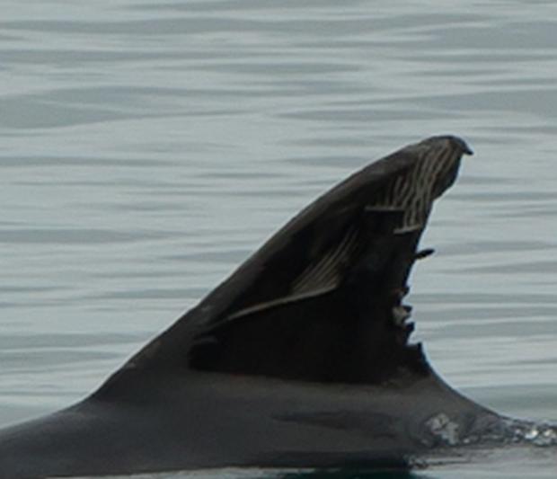 Highly identifiable dorsal fin with unique markings. Photo credit Kenny Majury. Highly identifiable dorsal fin with unique markings. Photo credit Kenny Majury.