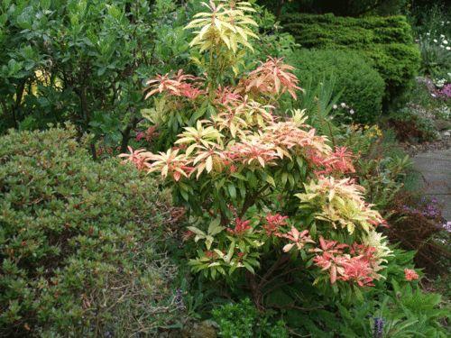 The common garden shrub Forest flame The common garden shrub Forest flame