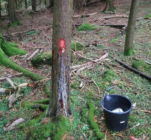 A typical bleeding canker symptom of a Douglas fir tree. The plant pathology team in GPS examine several hundred of such samples per year for dangerous plant pathogens