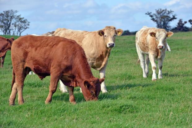 A three-year-old beef cow was presented to Stormont VSD at the beginning of January and was diagnosed with babesiosis. A three-year-old beef cow was presented to Stormont VSD at the beginning of January and was diagnosed with babesiosis.
