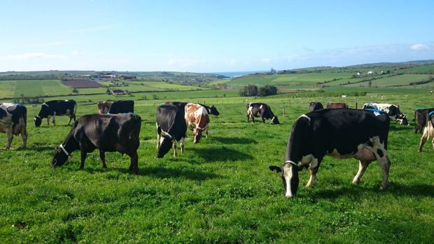 Dairy cows in Clonakilty grazing the grass-clover swards Dairy cows in Clonakilty grazing the grass-clover swards