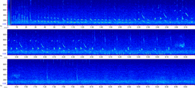 Photo of the humpback whale song spectrogram Photo of the humpback whale song spectrogram