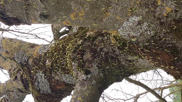 At this time of year, ash sawfly caterpillars migrate down the trunk from the branches to pupate in the soil or to attack a new tree At this time of year, ash sawfly caterpillars migrate down the trunk from the branches to pupate in the soil or to attack a new tree