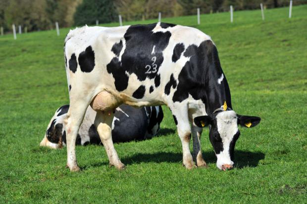 AFBI has recently started the DAERA funded project AUTODAIRY AFBI has recently started the DAERA funded project AUTODAIRY