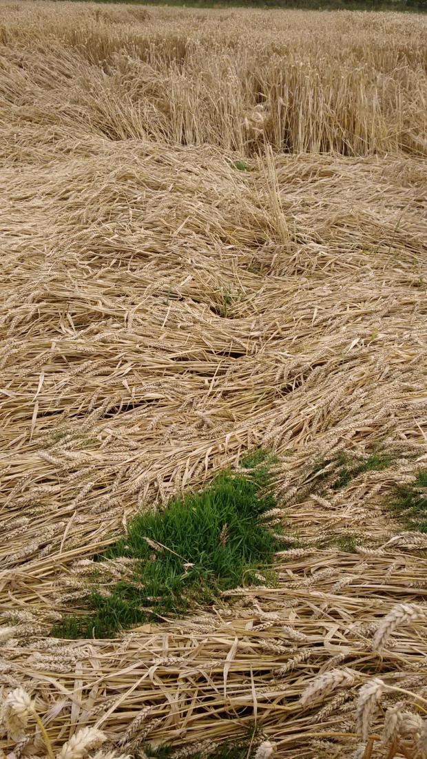 Lodging and sprouting in Winter Wheat Lodging and sprouting in Winter Wheat
