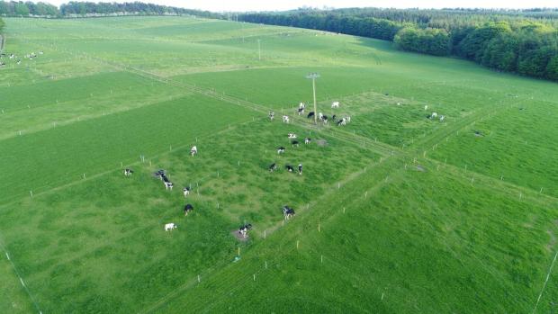 Drone image of heifers grazing their paddocks Drone image of heifers grazing their paddocks