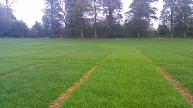 Large animal grazing plots used to assess variety grazing efficiency Large animal grazing plots used to assess variety grazing efficiency