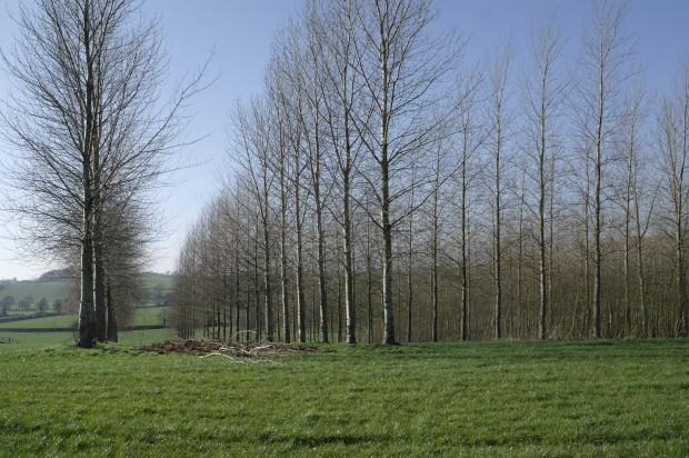Silvoarable at AFBI Loughgall Silvoarable at AFBI Loughgall