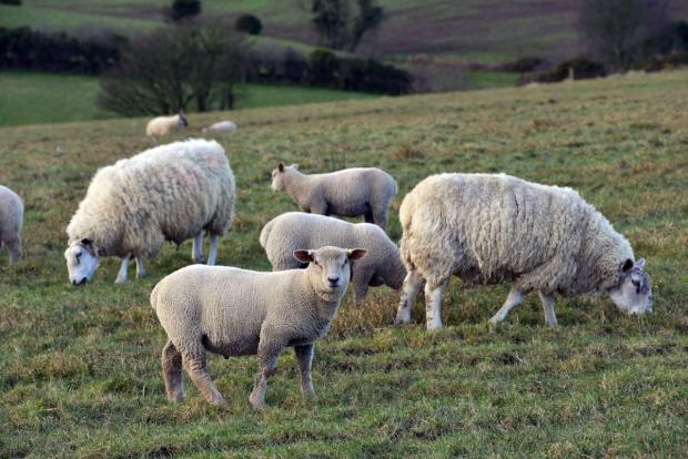 The overall risk of liver fluke infection in cattle and sheep during this autumn and winter will be high across all areas of Northern Ireland. The overall risk of liver fluke infection in cattle and sheep during this autumn and winter will be high across all areas of Northern Ireland.