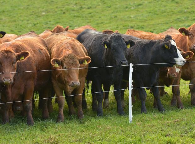 Synchronisation aids uniformity in finishing beef animals Synchronisation aids uniformity in finishing beef animals