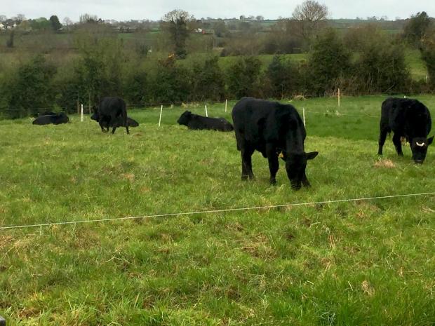 Weanlings grazing over-wintered, uncut silage swards in April 2018 Weanlings grazing over-wintered, uncut silage swards in April 2018