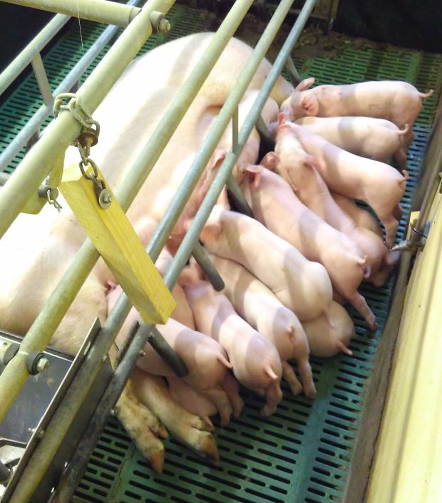 The modern sow is not only capable of giving birth to large litters, she is also capable of rearing large litters to good wean weights when provided with the right nutrition and when feed intake is high The modern sow is not only capable of giving birth to large litters, she is also capable of rearing large litters to good wean weights when provided with the right nutrition and when feed intake is high