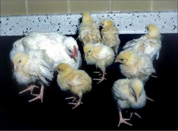 Cohort of chicks in the 1980s. All chicks are same age (2-3 weeks). Developmental check has occurred due to RSS