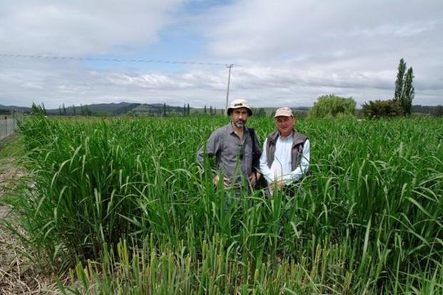 Dr Rodrigo Olave (AFBI) with Mr Mauricio Leonelli-Cantergiani (General Manager, Forest Nursery Piedra del Aguila) at a Miscanthus pilot plantation for a potential energy project. Dr Rodrigo Olave (AFBI) with Mr Mauricio Leonelli-Cantergiani (General Manager, Forest Nursery Piedra del Aguila) at a Miscanthus pilot plantation for a potential energy project.