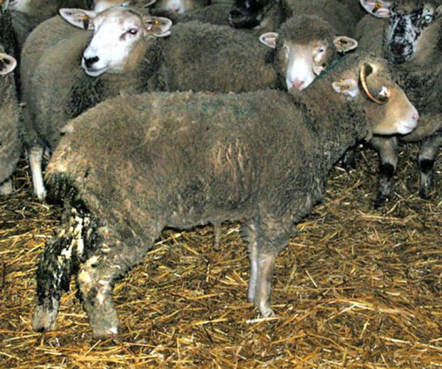 Clinical signs of severe infestation by gastrointestinal parasites