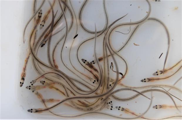 Sample of glass eels, Strangford Lough Sample of glass eels, Strangford Lough