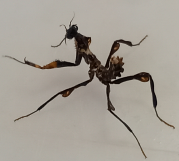 Praying mantis Praying mantis
