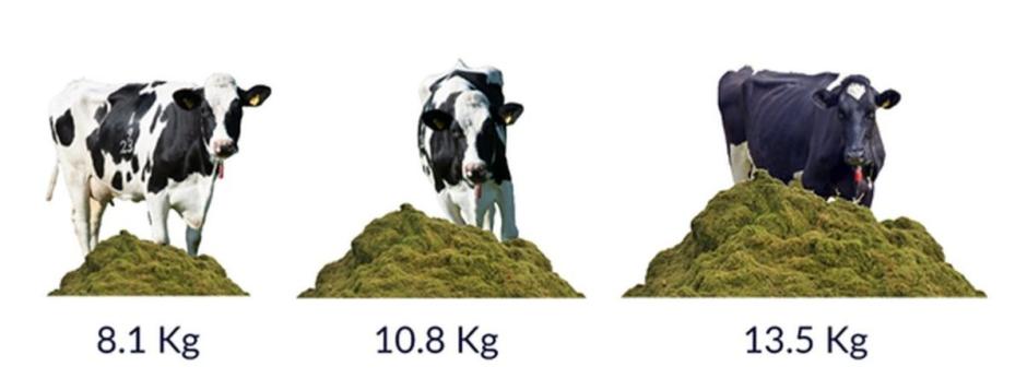 Figure 1. Amount of grass offered to a 450kg heifer each day at differing pasture allowances Figure 1. Amount of grass offered to a 450kg heifer each day at differing pasture allowances