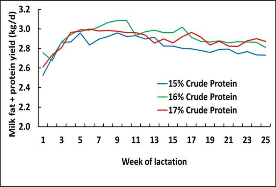 Figure 1: Effect of diet crude protein level on milk fat plus protein yield over the first 25 weeks of lactation Figure 1: Effect of diet crude protein level on milk fat plus protein yield over the first 25 weeks of lactation