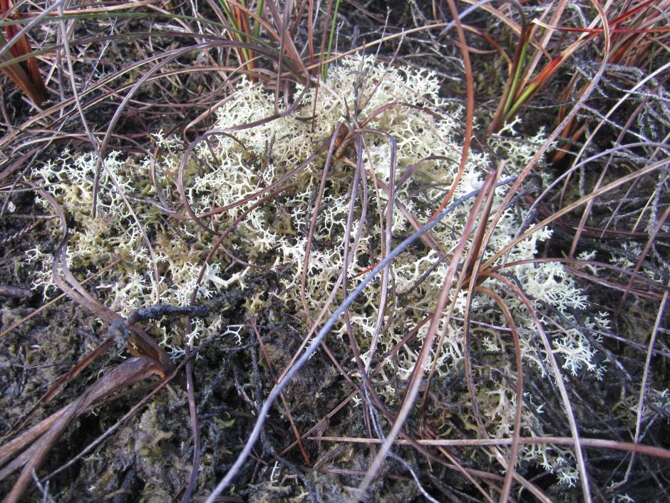Cladonia Lichen in poor condition as a result of nitrogen deposition on an N.I. bog Cladonia Lichen in poor condition as a result of nitrogen deposition on an N.I. bog