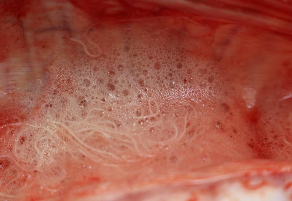Lungworm evident admixed with froth in the trachea Lungworm evident admixed with froth in the trachea