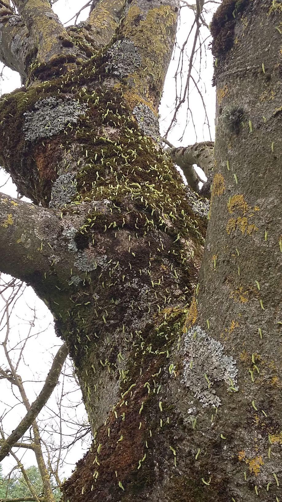 Sawfly caterpillars on ash trunk – At this time of year, ash sawfly caterpillars migrate down the trunk from the branches to pupate in the soil or to attack a new tree Sawfly caterpillars on ash trunk – At this time of year, ash sawfly caterpillars migrate down the trunk from the branches to pupate in the soil or to attack a new tree