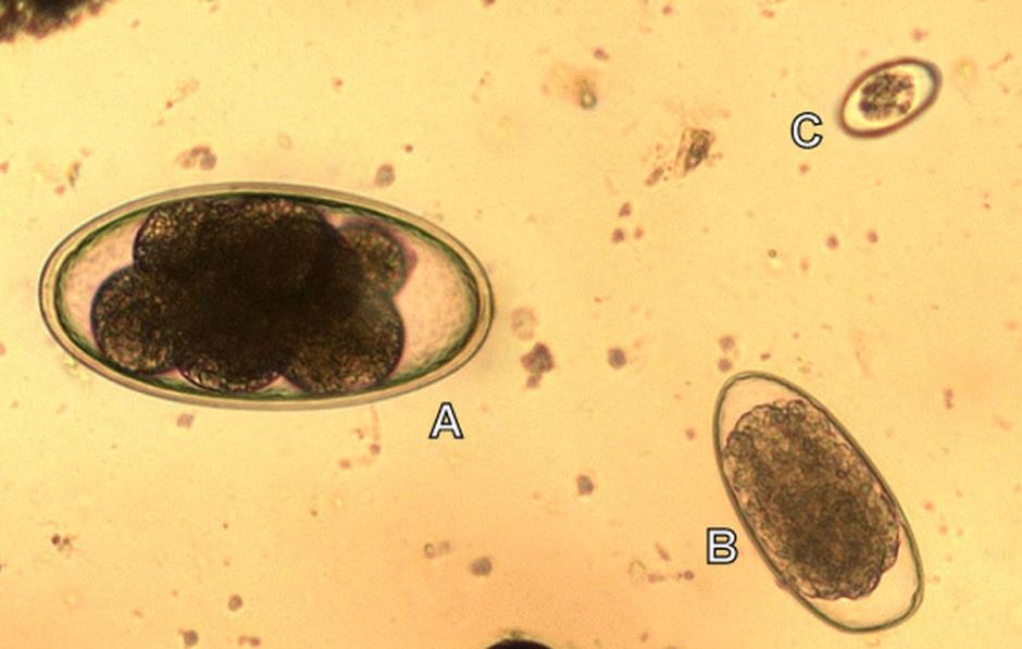 Egg of Nematodirus (A) seen in a faeces sample, in comparison to a strongyle worm egg (B) and a coccidian oocyst (C). Egg of Nematodirus (A) seen in a faeces sample, in comparison to a strongyle worm egg (B) and a coccidian oocyst (C).