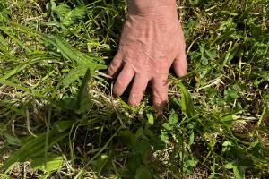 Plantain and red clover leaves are dominant in the 10-day regrowth