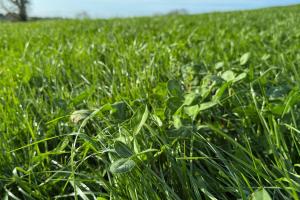 The ZeroNsile on farm research project focus primarily on red clover-based silage swards.