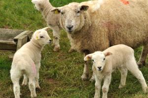 Nematodirus normally only affects lambs between 6 and 12 weeks of age and clinical signs usually appear two weeks after ingestion of large numbers of larvae.