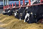 AFBI are conducting a wide-ranging research programme to identify strategies to improve nitrogen-use-efficiency in dairy cows. 