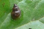Galba truncatula The snail host of liver fluke and rumen fluke