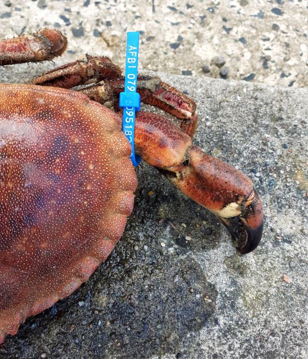 Tagged Brown Crab
