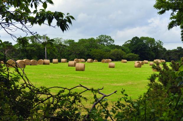 Farm field with stacks of hay