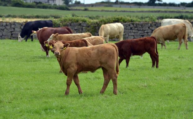 Cattle grazing in a walled field