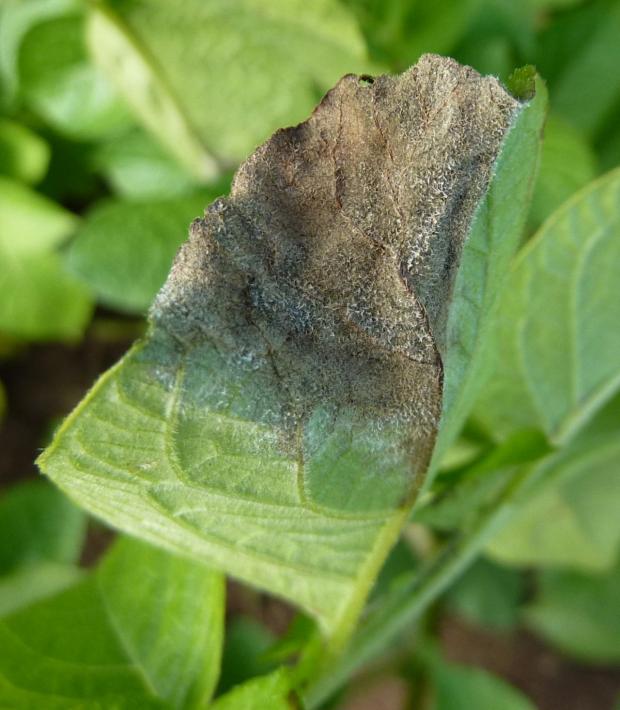 Blight sporulating on a potato leaf