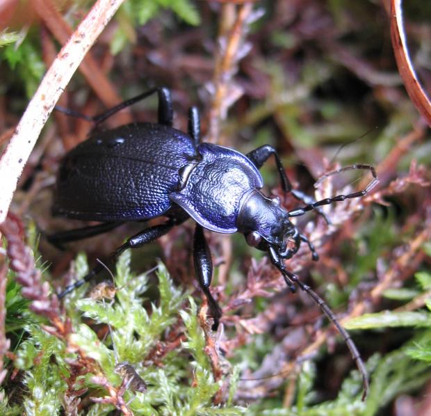 Ground beetle