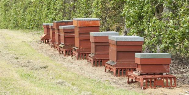 Honey bee hives at AFBI Loughgall