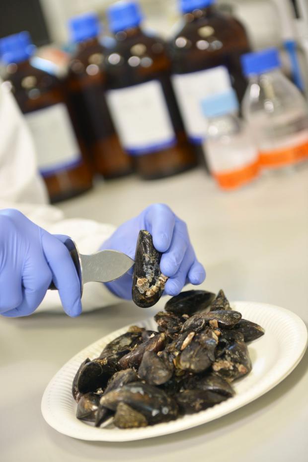 Preparing mussels for lab testing