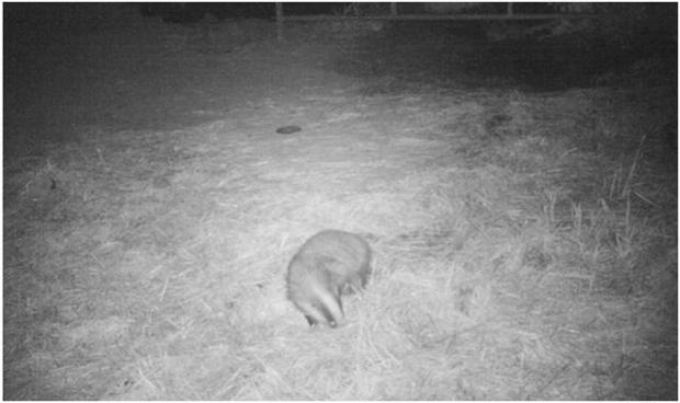 Badger foraging in a farmyard.