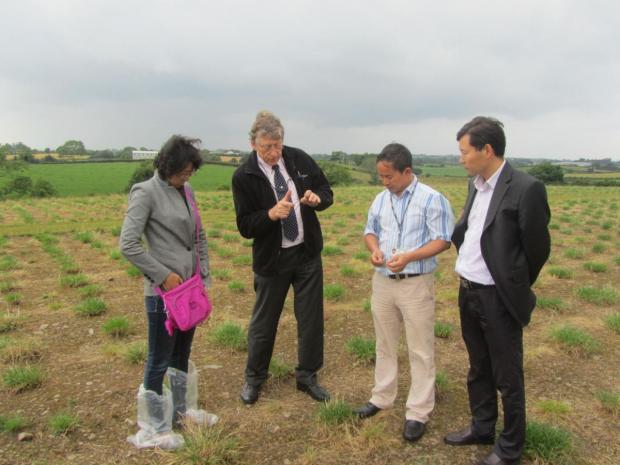 F-R, Dr Yunwei Zhang (CAU), Dr Trevor Gilliland (AFBI), Dr Tianhai Yan (AFBI) and Prof Fuyu Yang (CAU) discussing grass production at AFBI Crossnacreevy