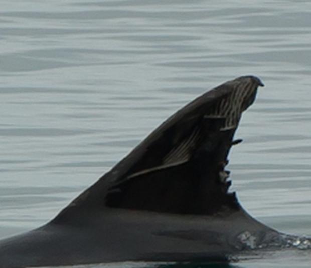 Highly identifiable dorsal fin with unique markings.  Photo credit Kenny Majury.
