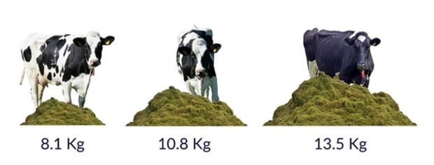 Figure 1. Amount of grass offered to a 450kg heifer each day at differing pasture allowances