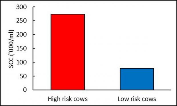 Figure 1: Average SCC (‘000/ml) of ‘high risk’ and ‘low risk’ cows during the three milk recordings prior to drying-off (only ‘low risk’ cows were subsequently treated using SDCT).