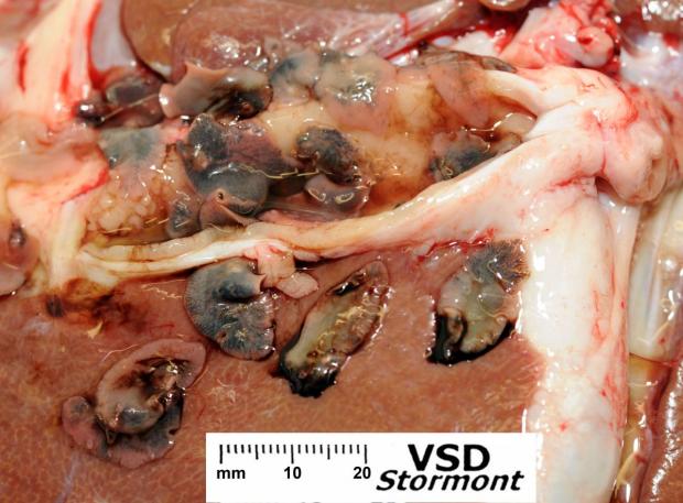 Figure 1. Adult liver flukes, Fasciola hepatica, released on incision of the main bile duct in an infected sheep’s liver during a post-mortem examination.