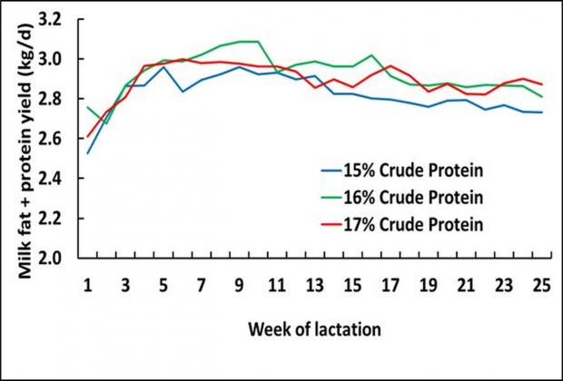 Figure 1: Effect of diet crude protein level on milk fat plus protein yield over the first 25 weeks of lactation 