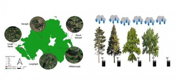 Location of the five forest sites sampled across Northern Ireland and the rainwater traps within each site. Location of the five forest sites sampled across Northern Ireland and the rainwater traps within each site.